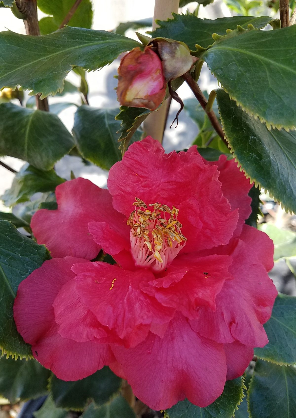 Camellia japonica Holly Bright b scaled