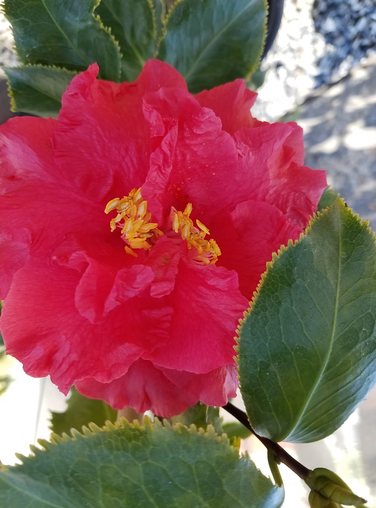 Camellia japonica Holly Bright c scaled