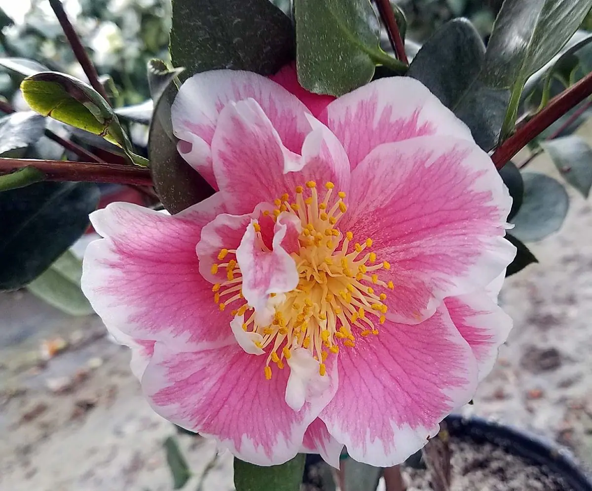 Camellia japonica Jordons Pride b