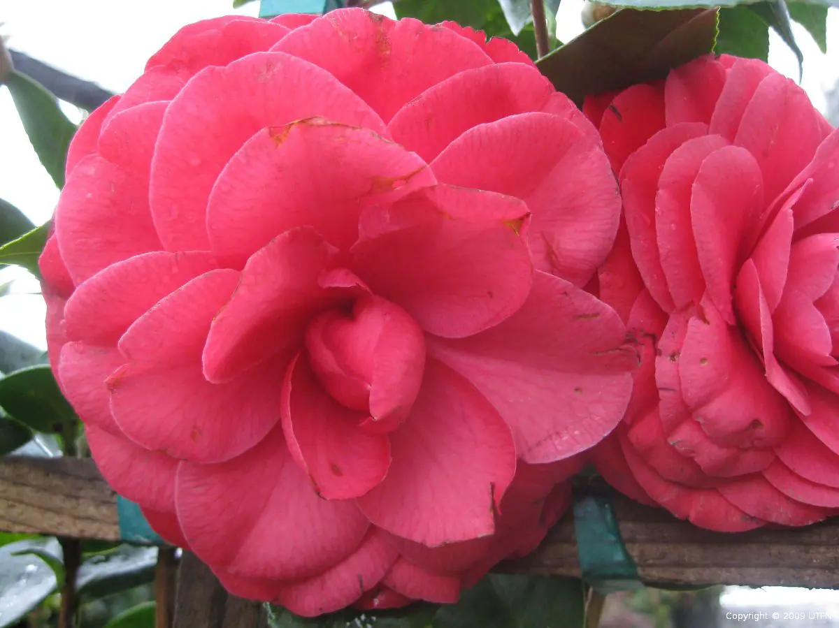 Camellia japonica Julia Drayton a