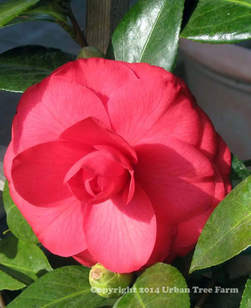 Camellia japonica Julia Drayton b