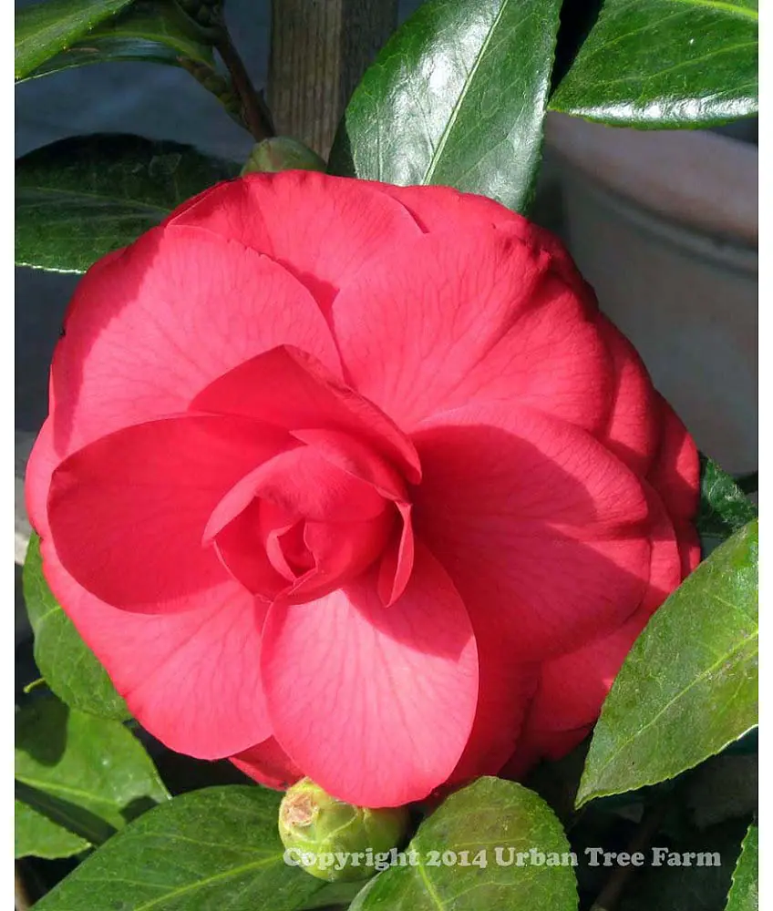 Camellia japonica Julia Drayton c