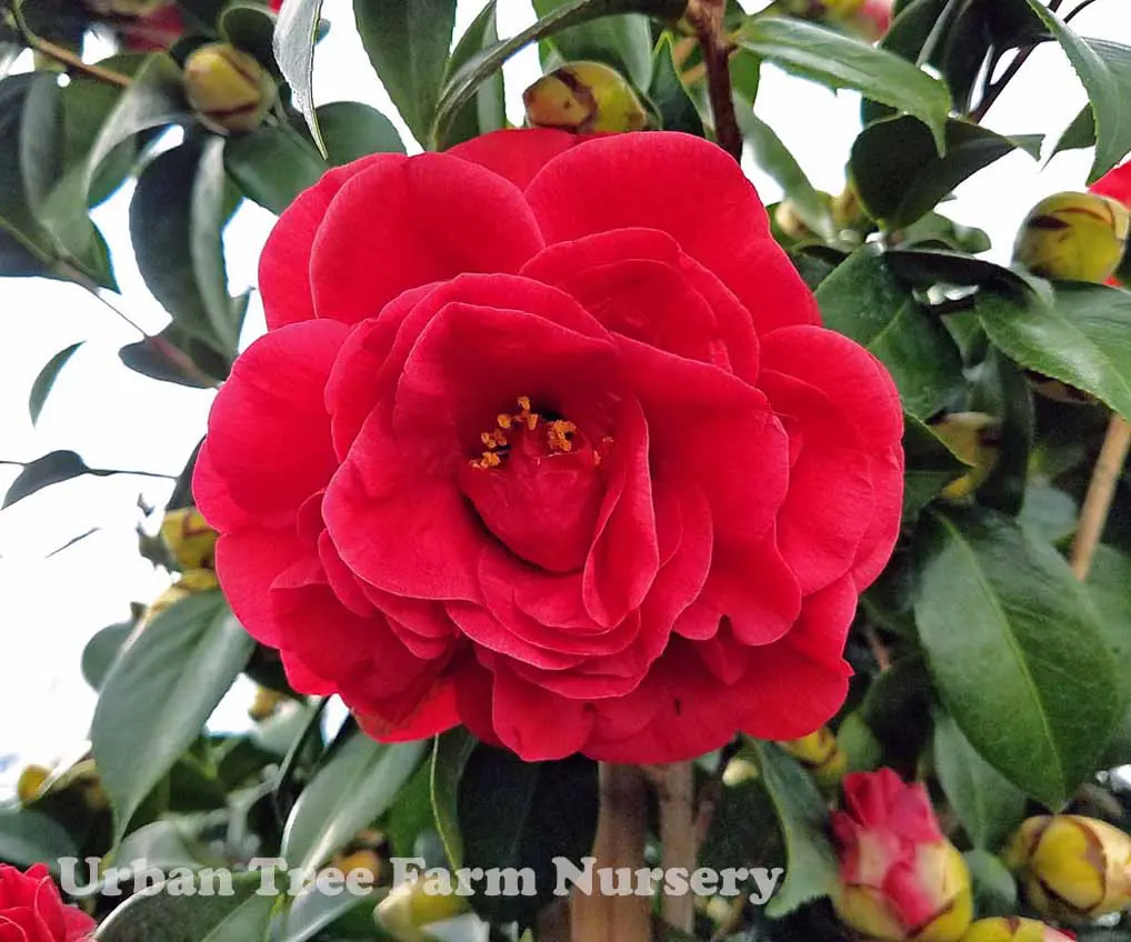 Camellia japonica Kramers Supreme STD a