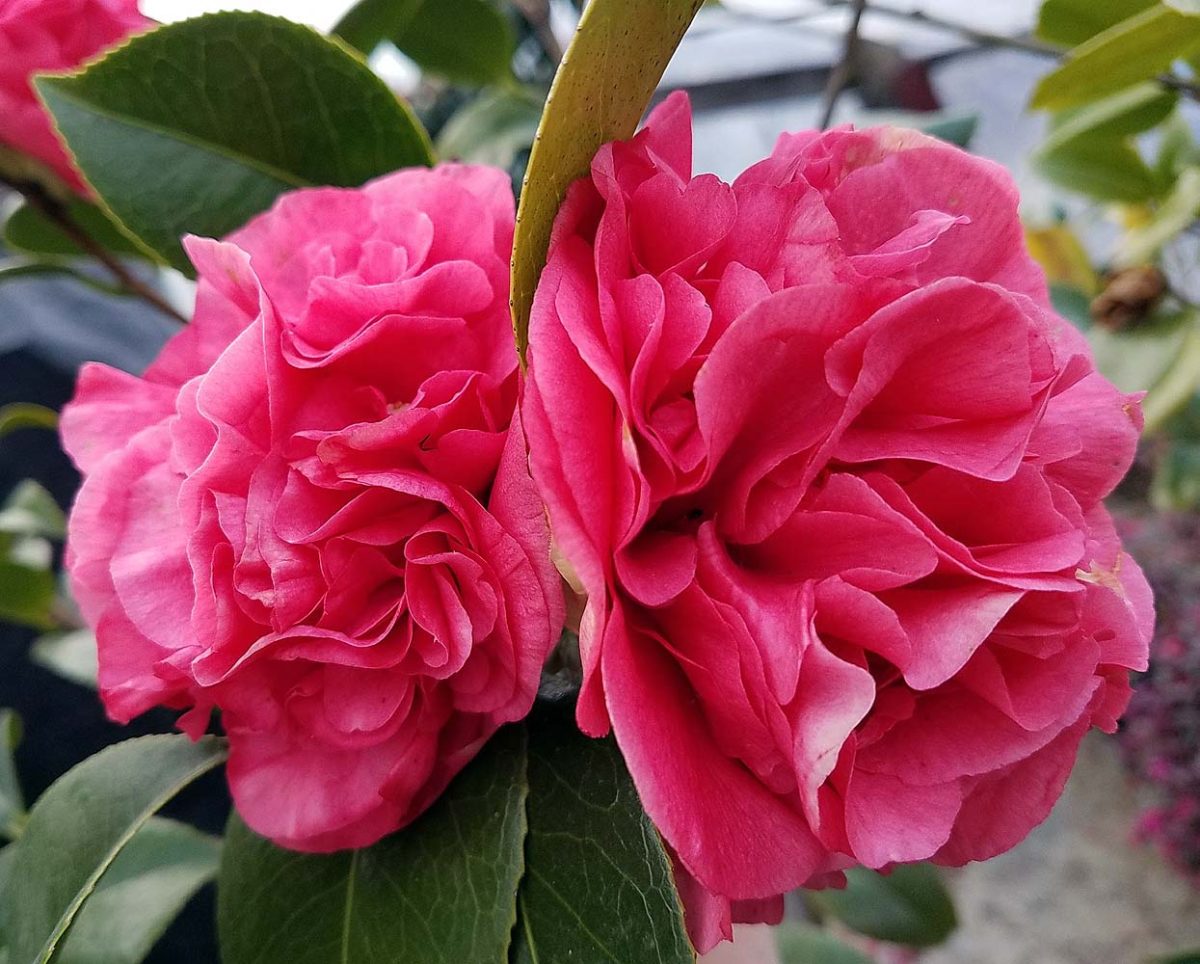 Camellia japonica Kramers Supreme c