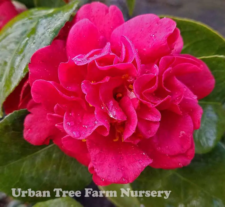 Camellia japonica Mrs. Charles Cobb TRELLIS a