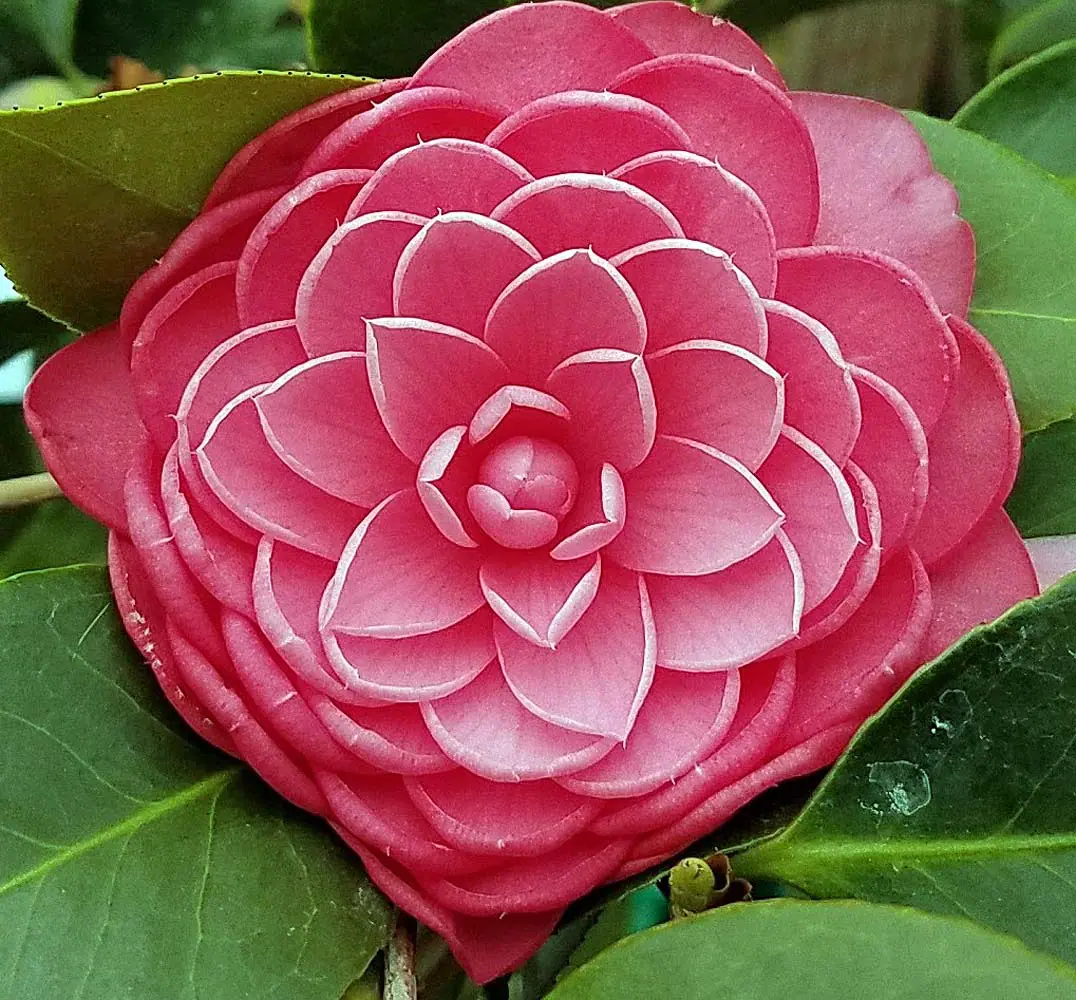 Camellia japonica Mrs. Tingley b