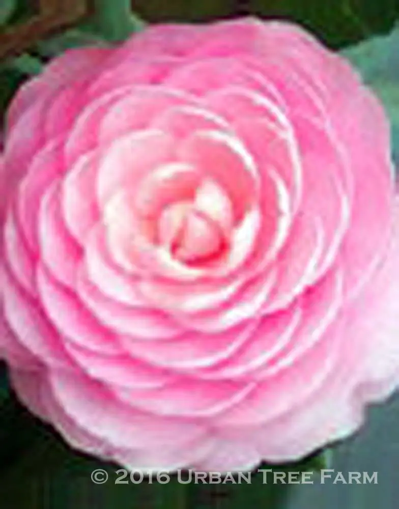 Camellia japonica Pink Perfection a