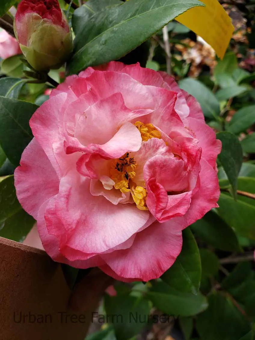Camellia japonica Scentsation a