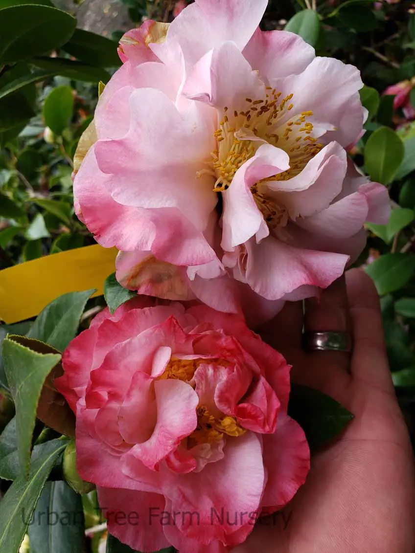 Camellia japonica Scentsation b
