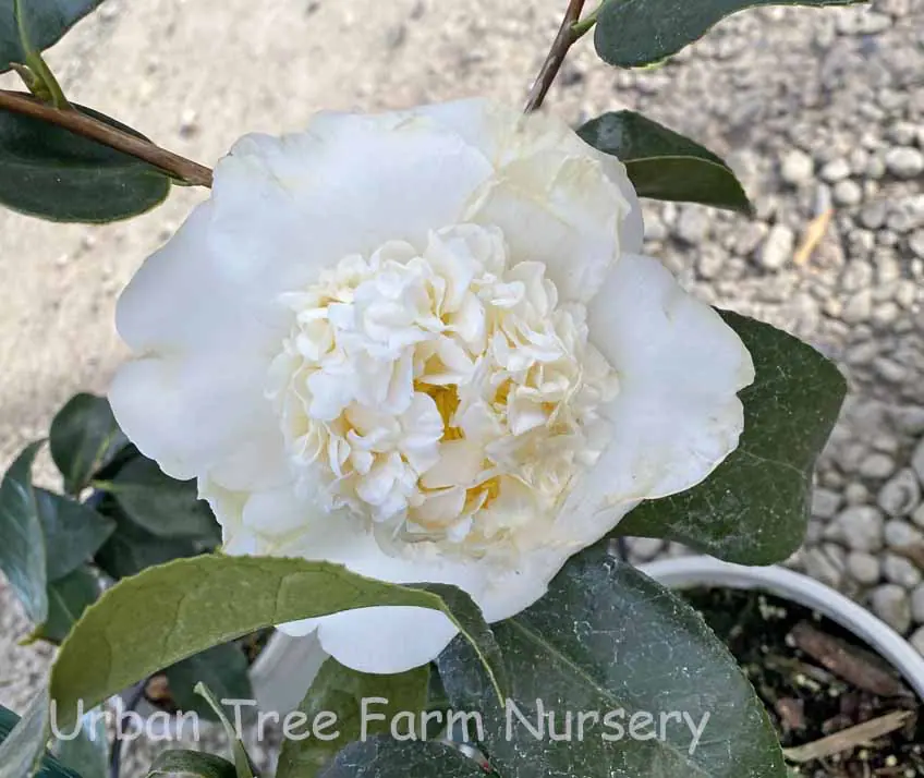 Camellia japonica Shiro Chan a