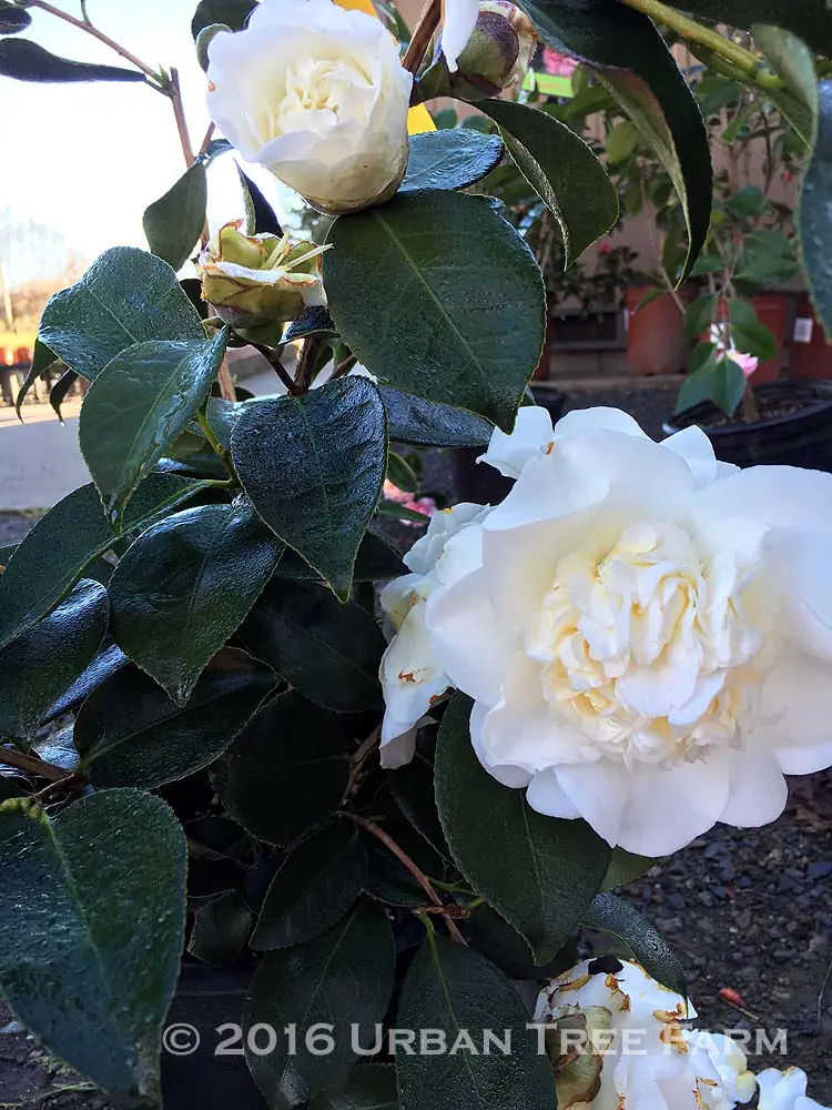 Camellia japonica Shiro Chan b