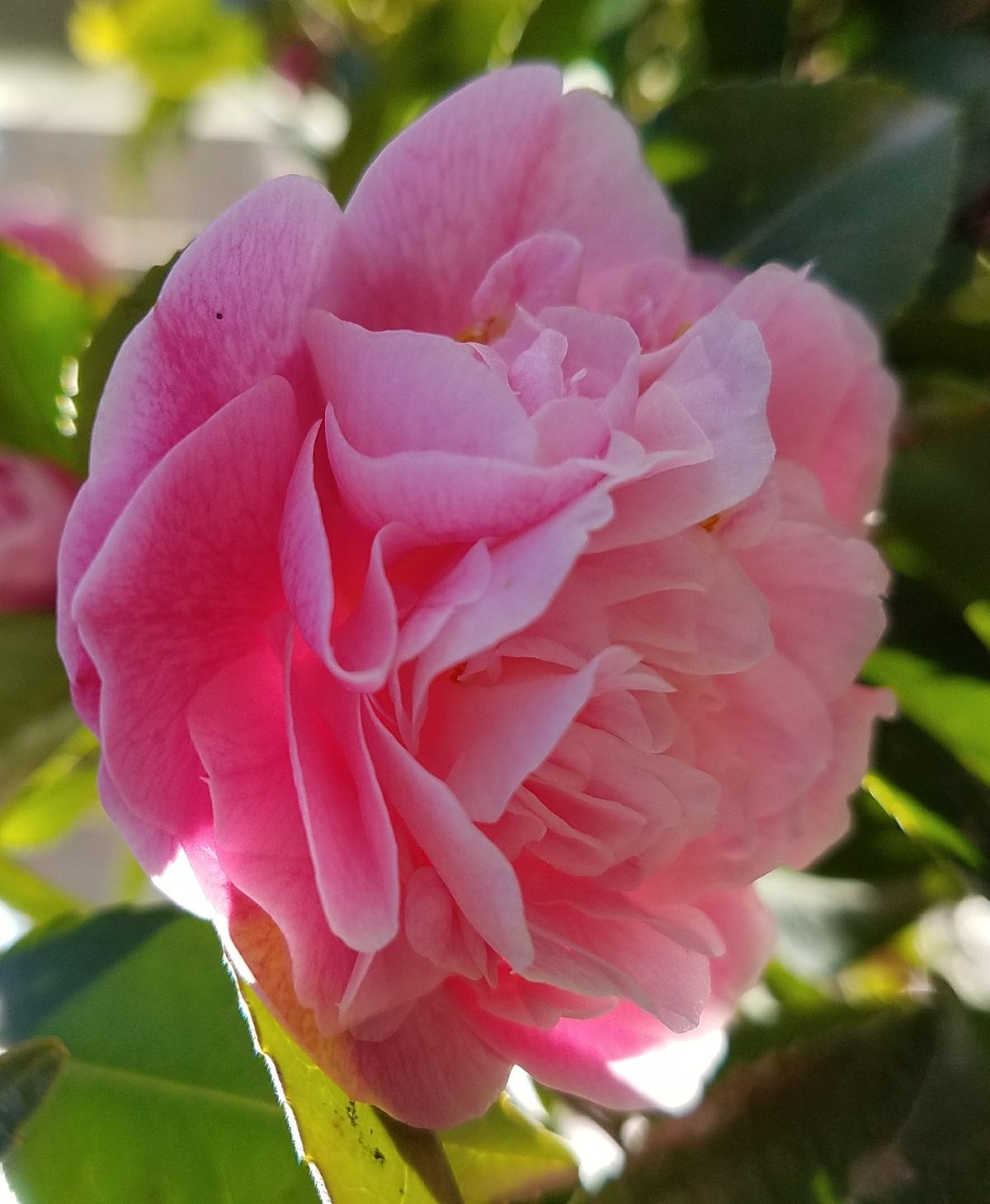 Camellia japonica Sweet Emily Kate b rotated