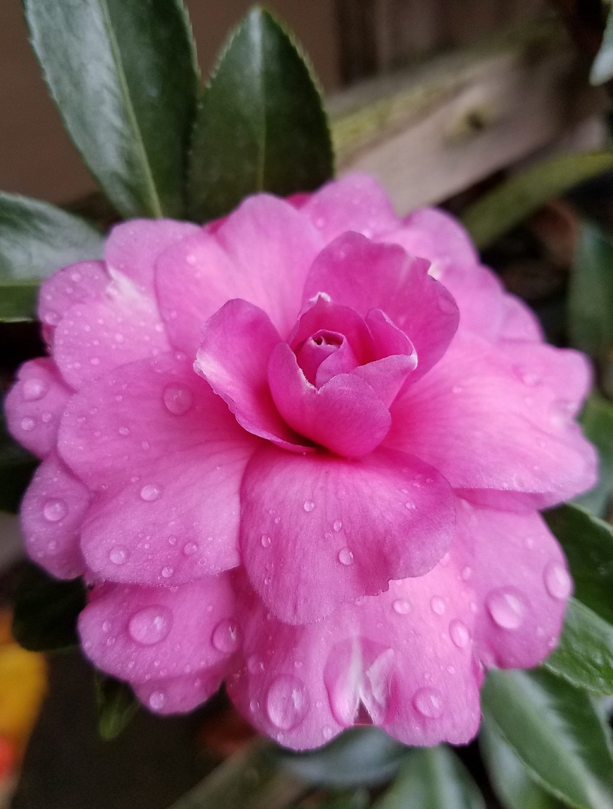 Camellia sasanqua Chansonette b scaled