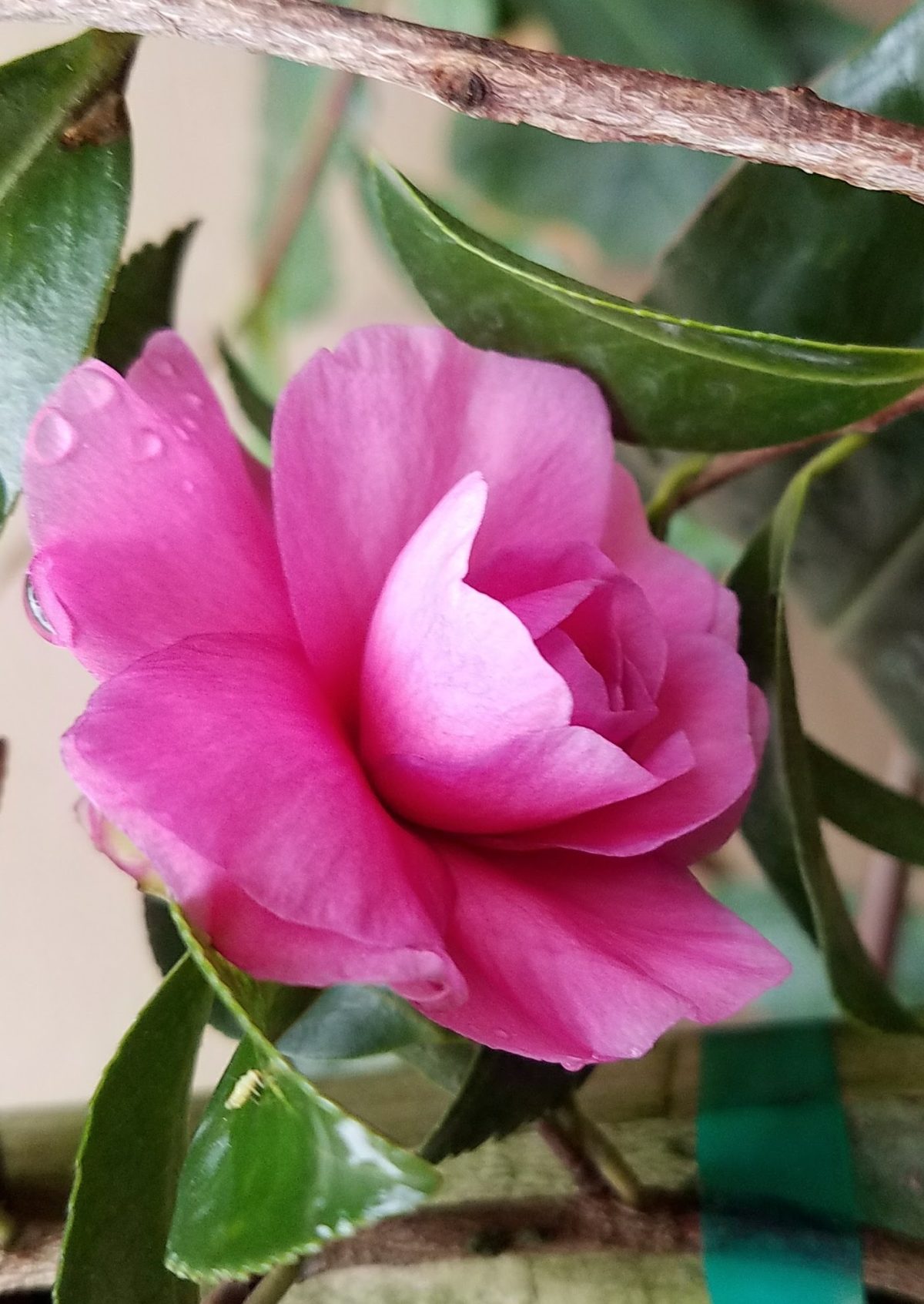 Camellia sasanqua Chansonette c