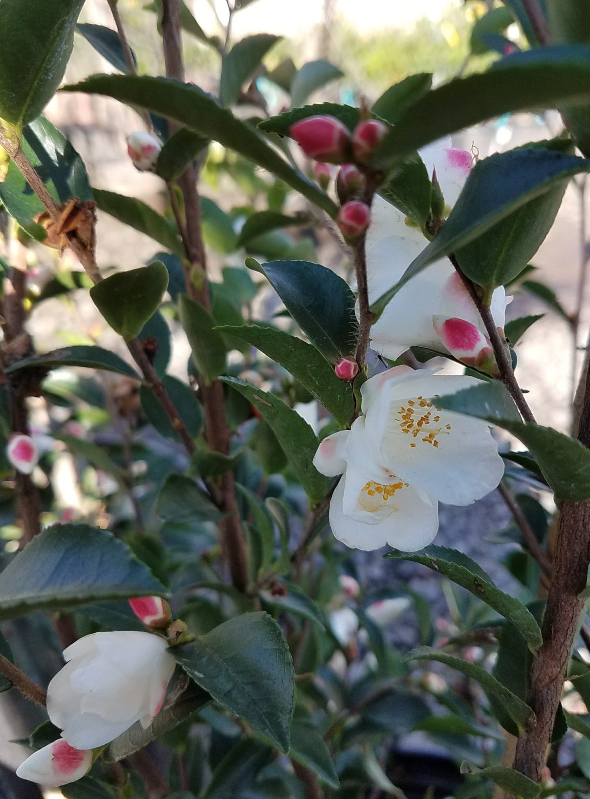 Camellia transnokoensis a scaled