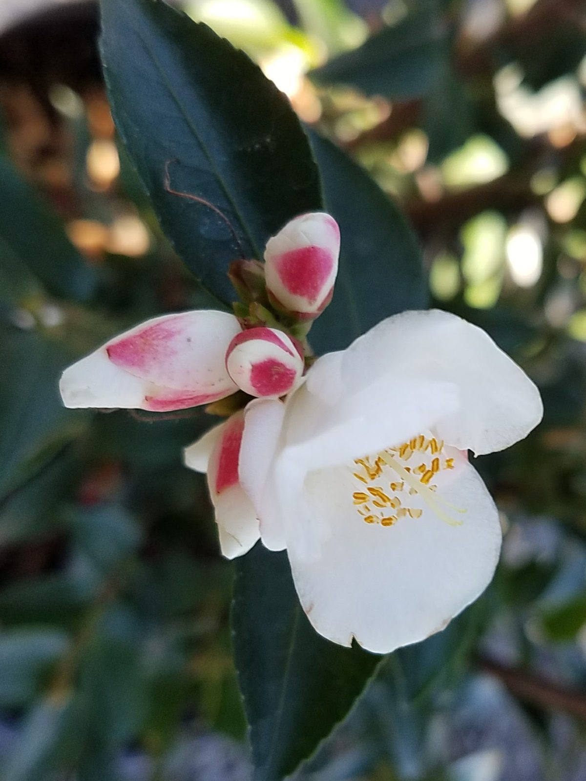 Camellia transnokoensis b rotated