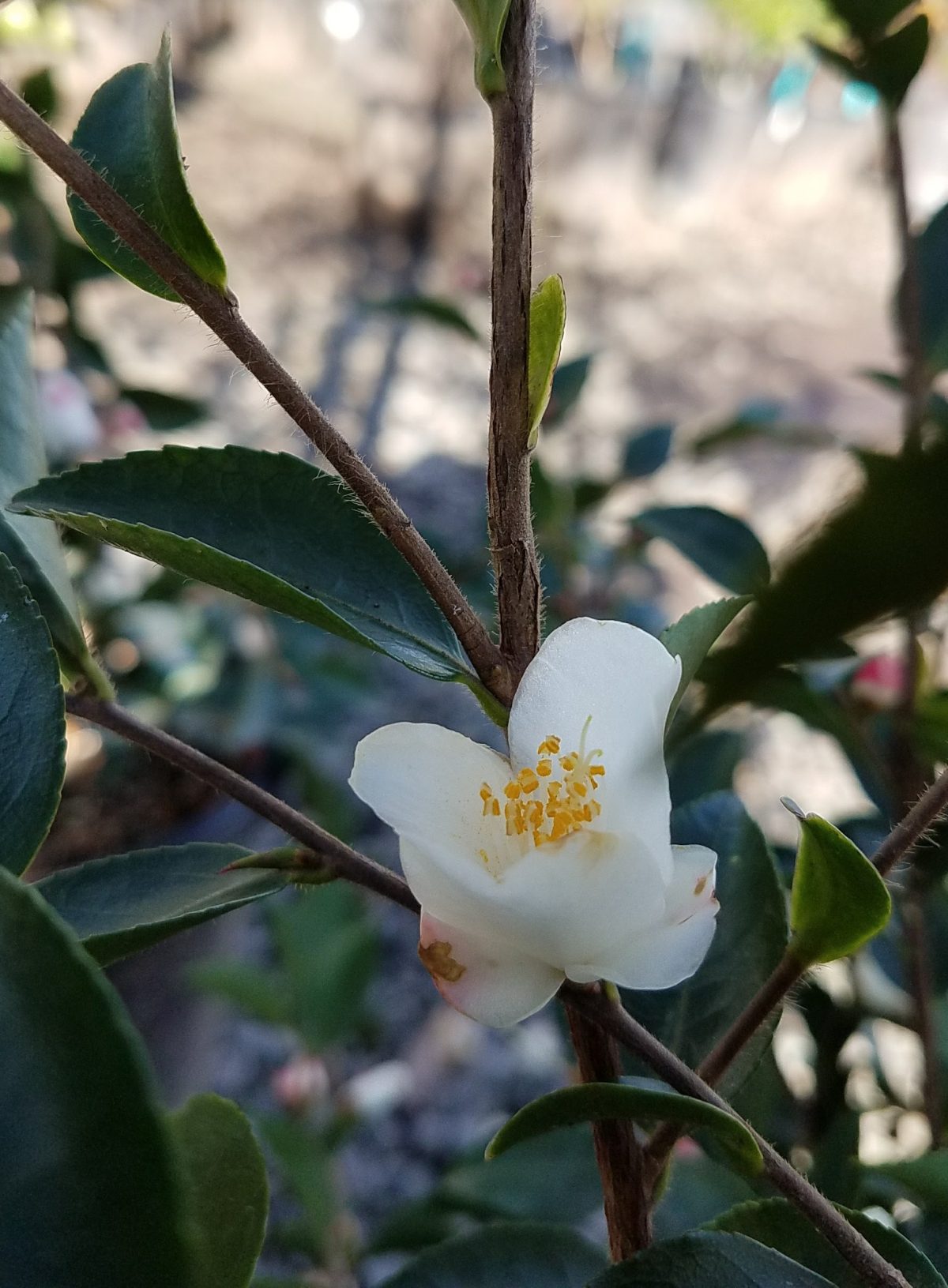 Camellia transnokoensis c