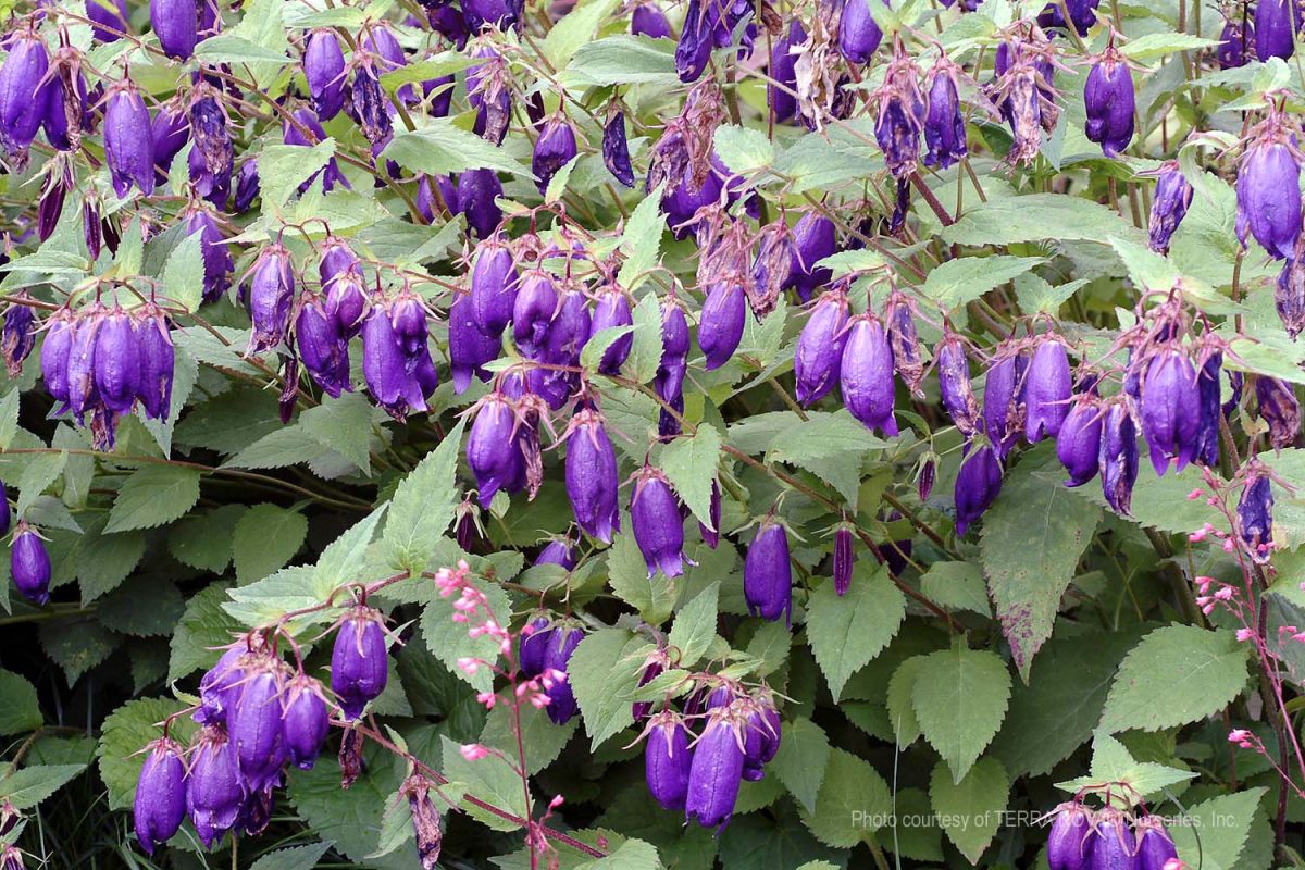 Campanula Sarastro a