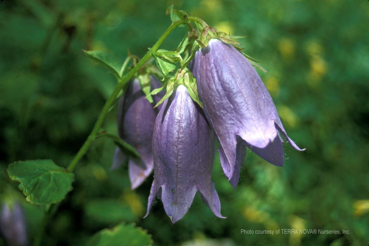 Campanula Sarastro b