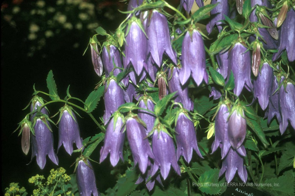 Campanula Sarastro c