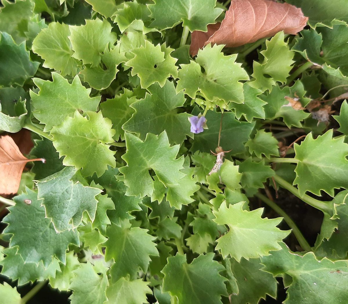 Campanula garganica Dicksons Gold a