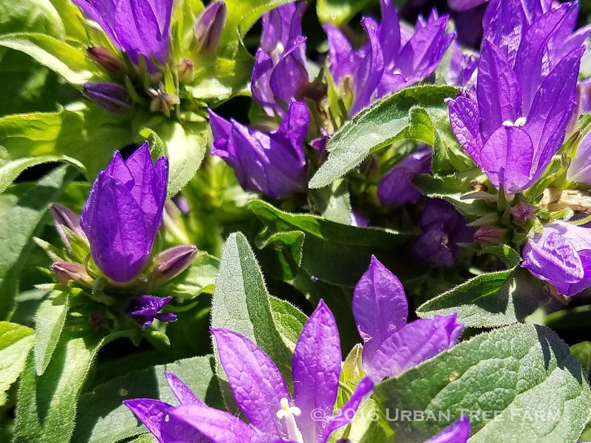 Campanula glomerata acaulis a