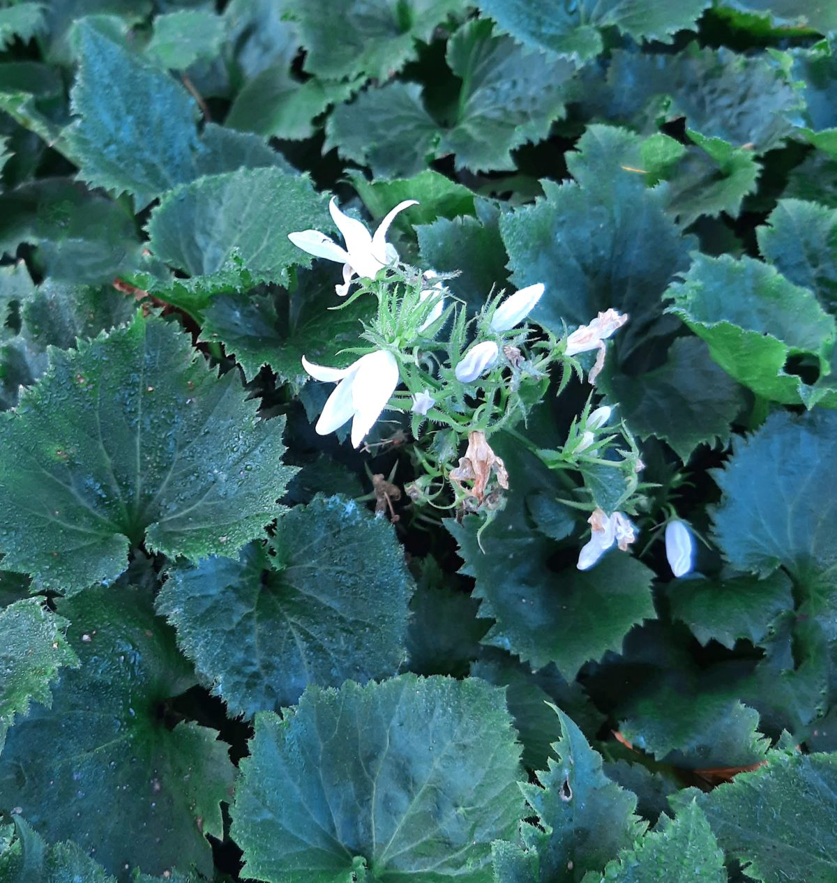 Campanula poscharskyana White a