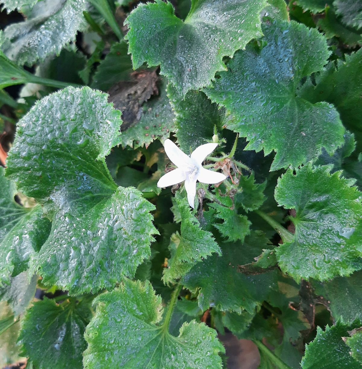 Campanula poscharskyana White b