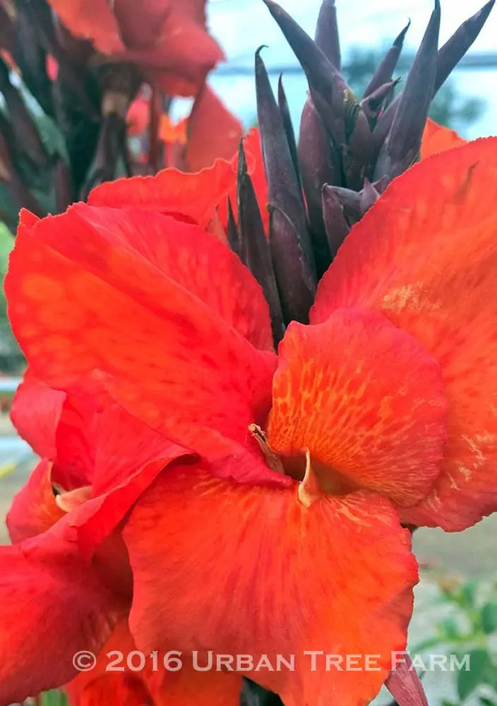 Canna Black Knight