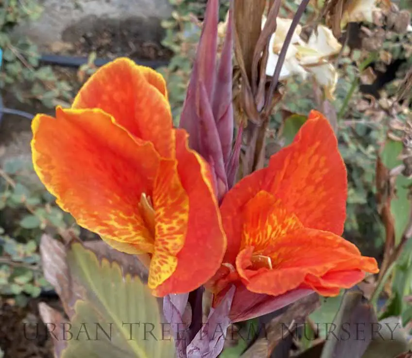 Canna Cleopatra a