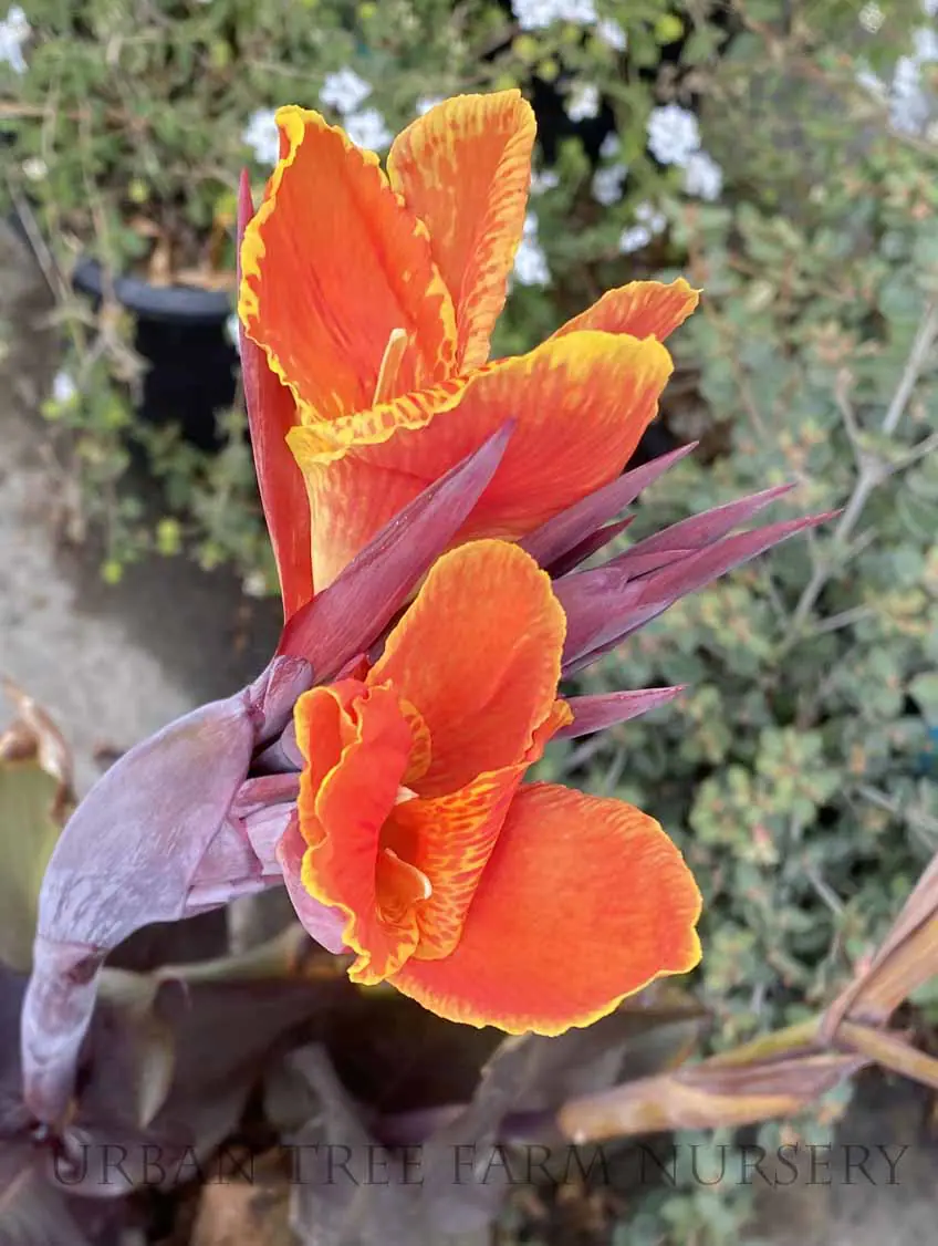 Canna Cleopatra b