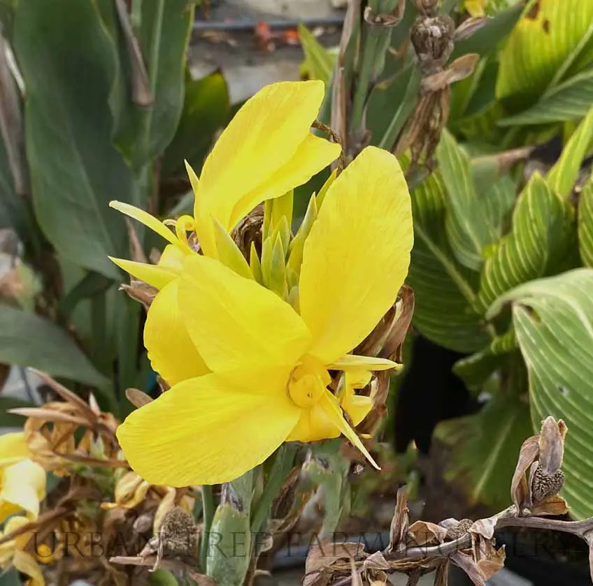 Canna Ra a