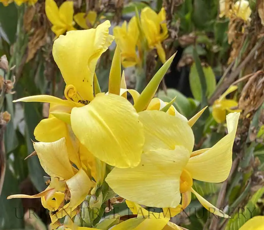 Canna Ra b