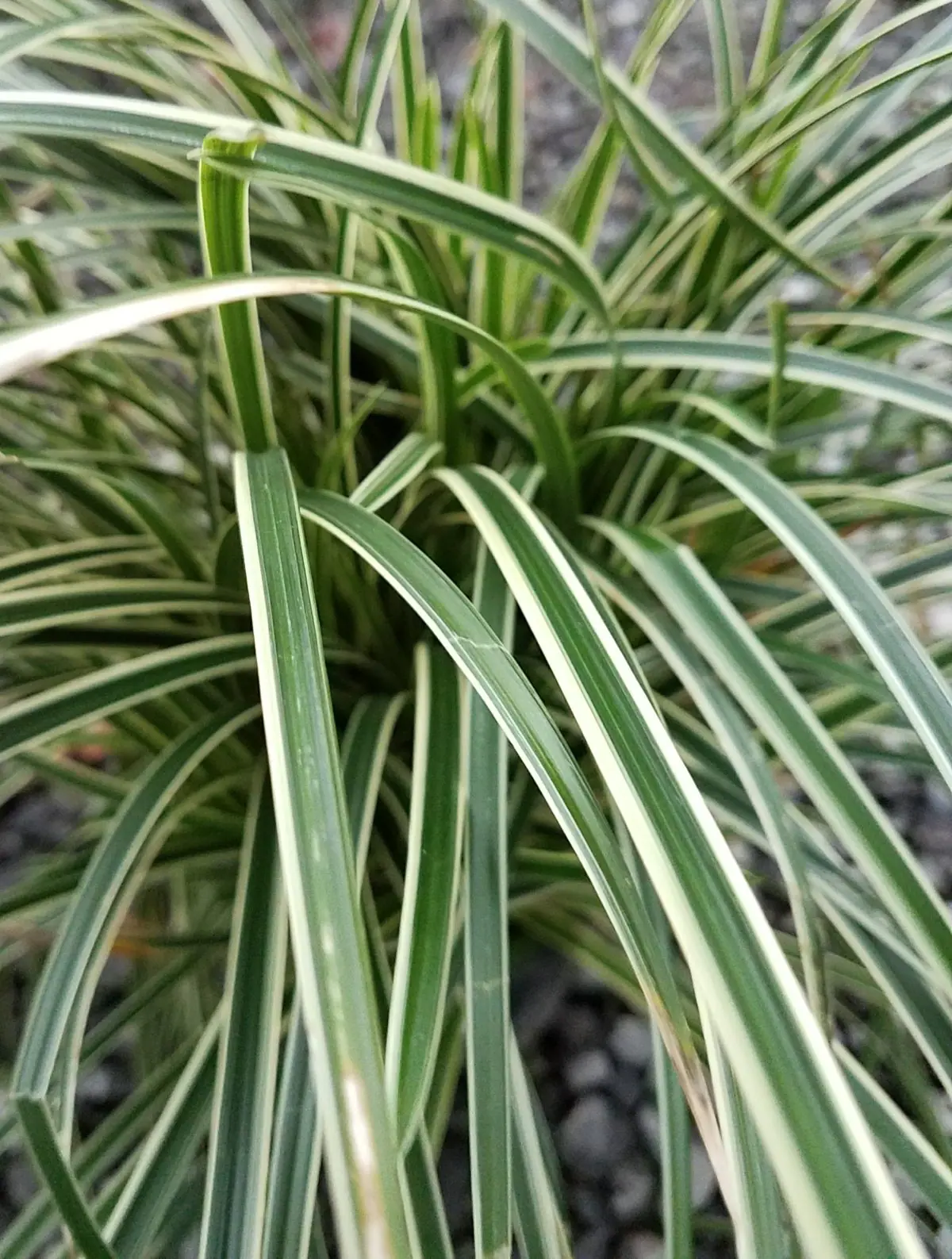 Carex morrowii Ice Dance c
