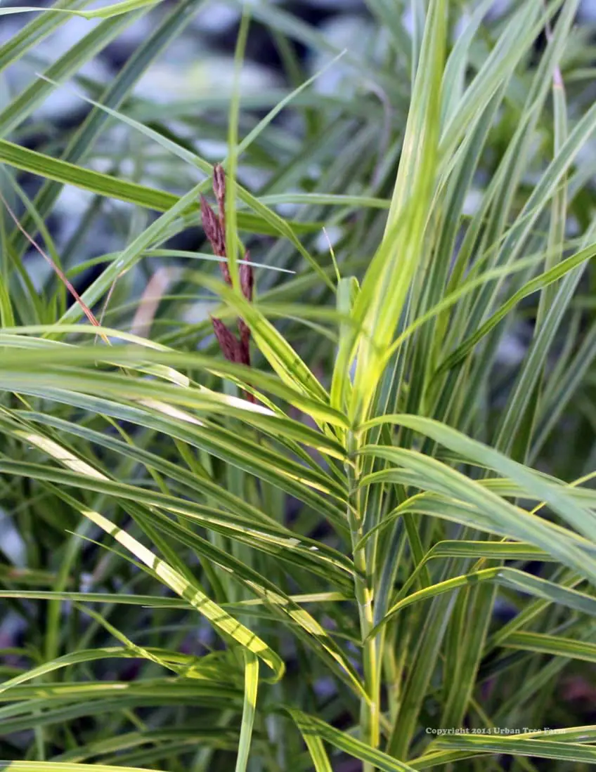 Carex muskingumensis Oheme a