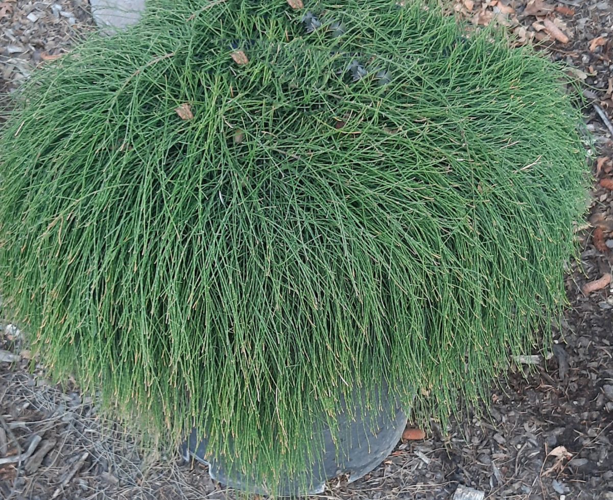 Casuarina glauca Cousin It