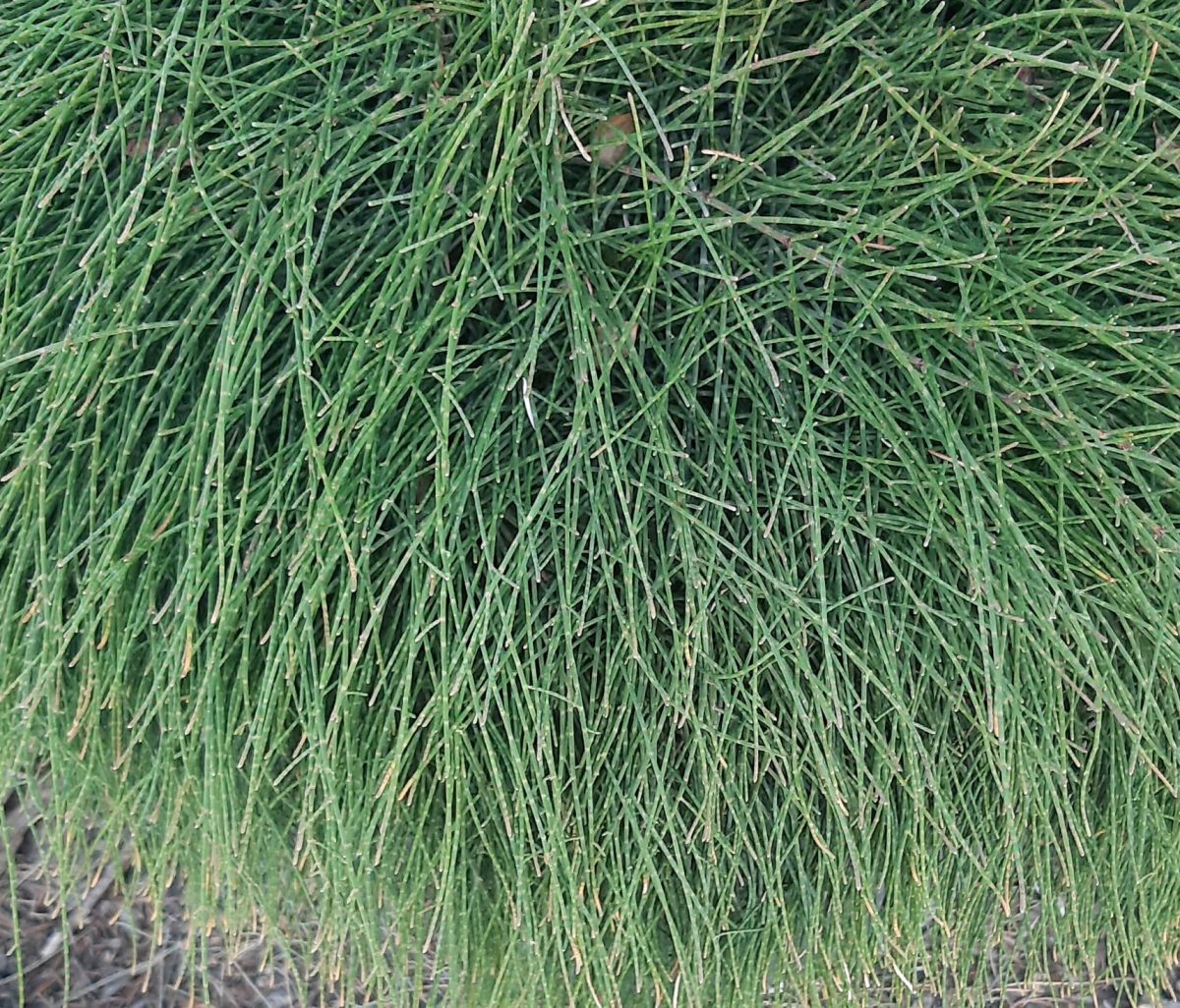 Casuarina glauca Cousin It b