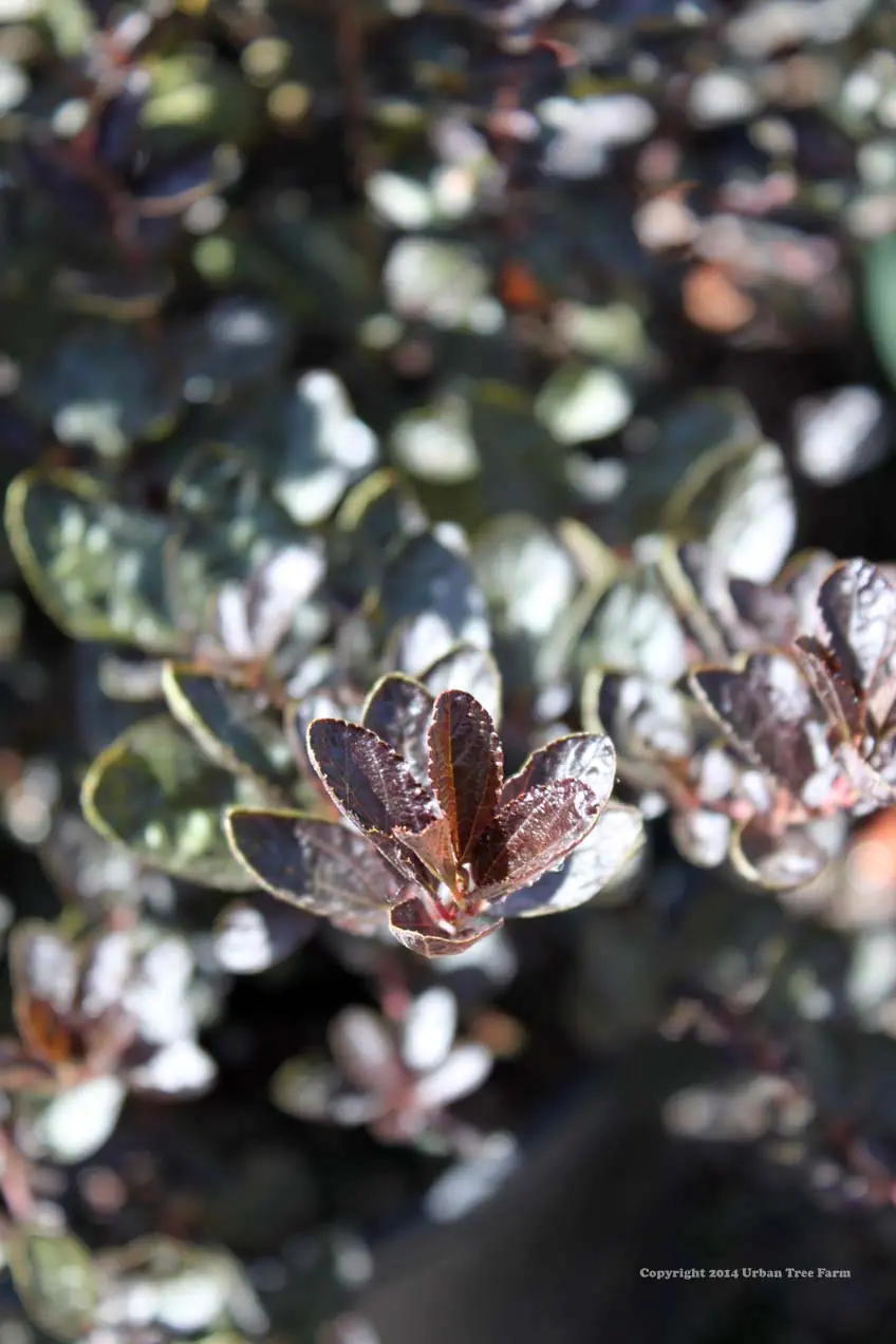 Ceanothus griseus Tuxedo PPAF