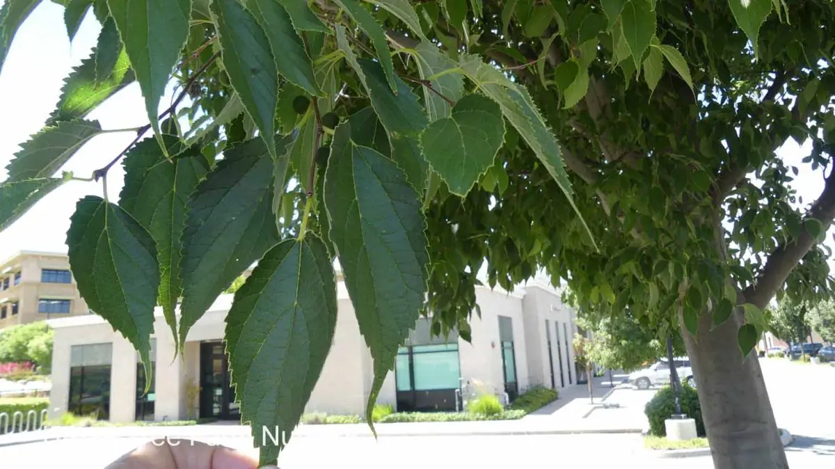 Celtis australis a