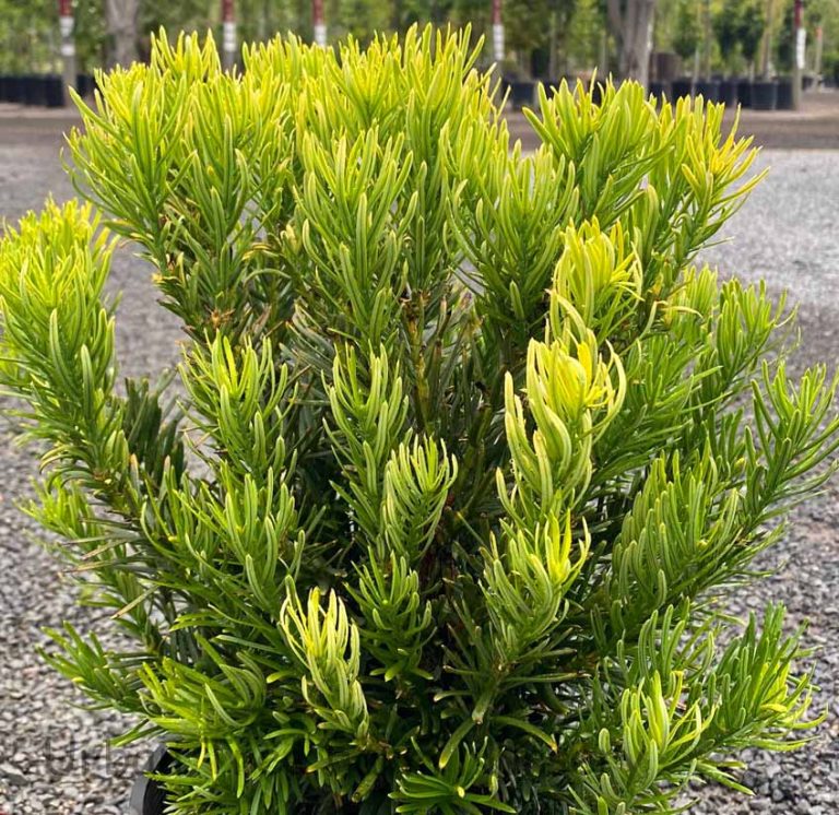 Cephalotaxus harringtonia 'Duke Gardens' | Urban Tree Farm Nursery