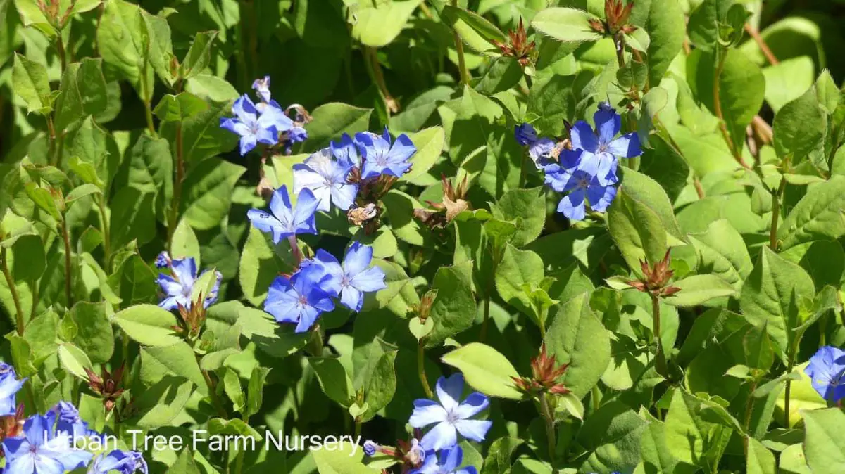 Ceratostigma plumbaginoides b