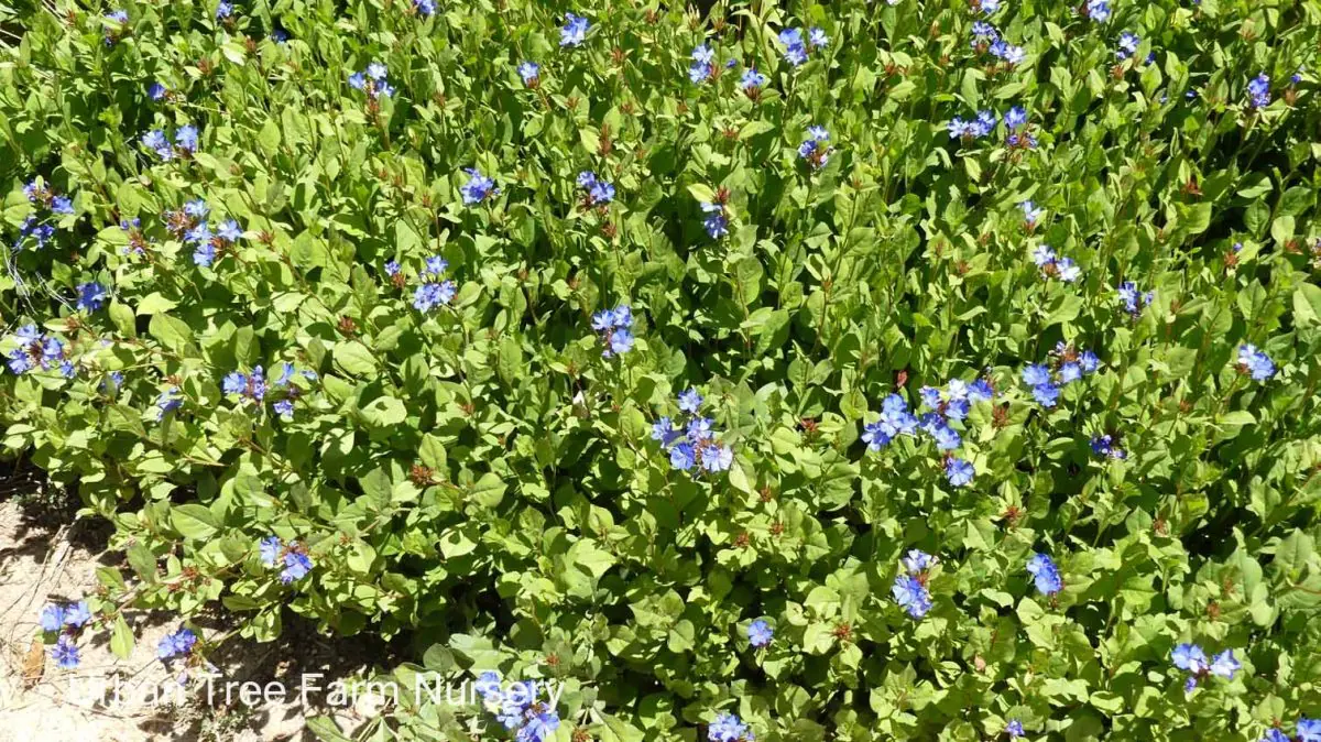Ceratostigma plumbaginoides c