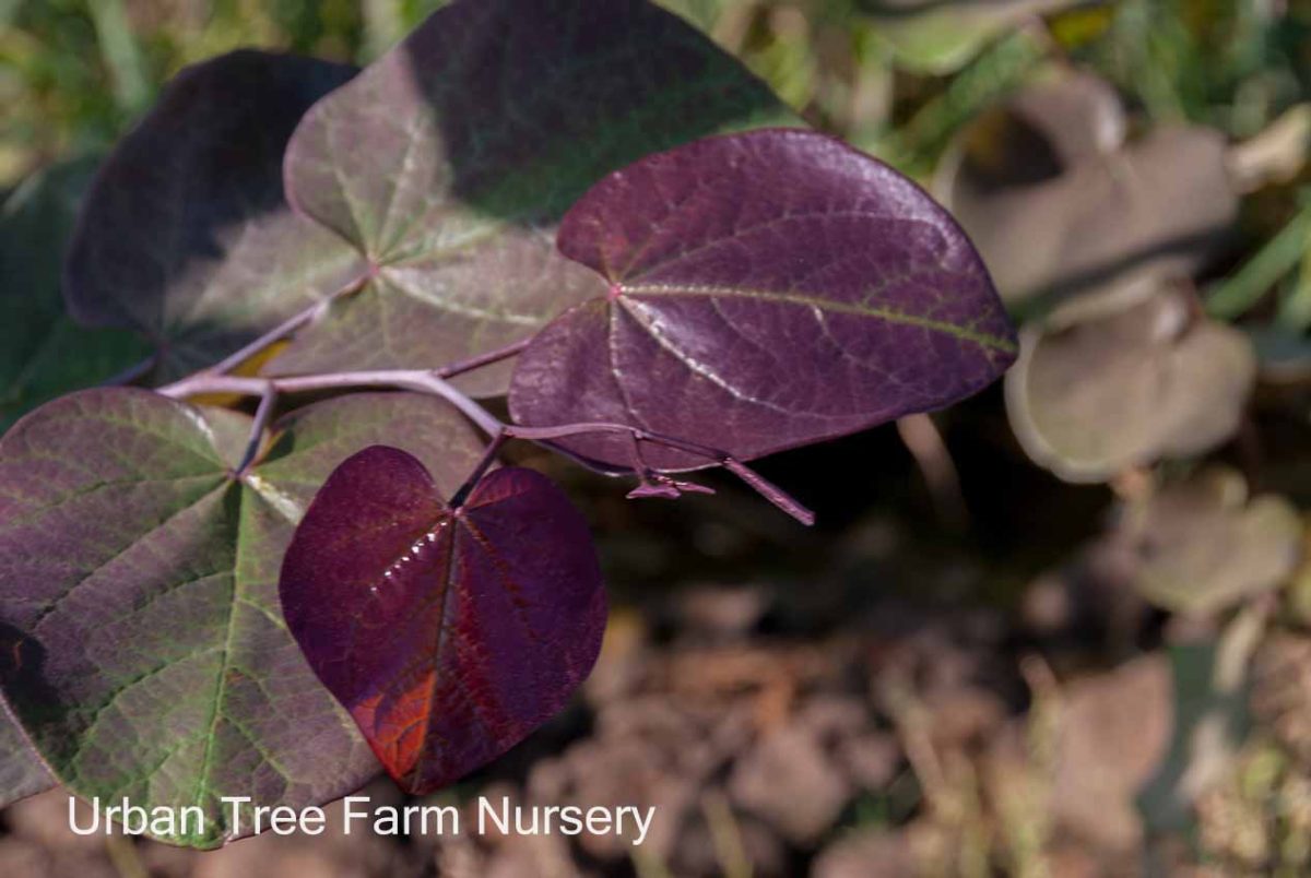 Cercis canadensis Merlot c