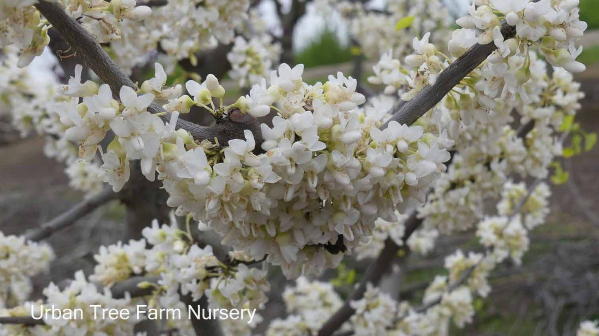 Cercis canadensis Texas White a