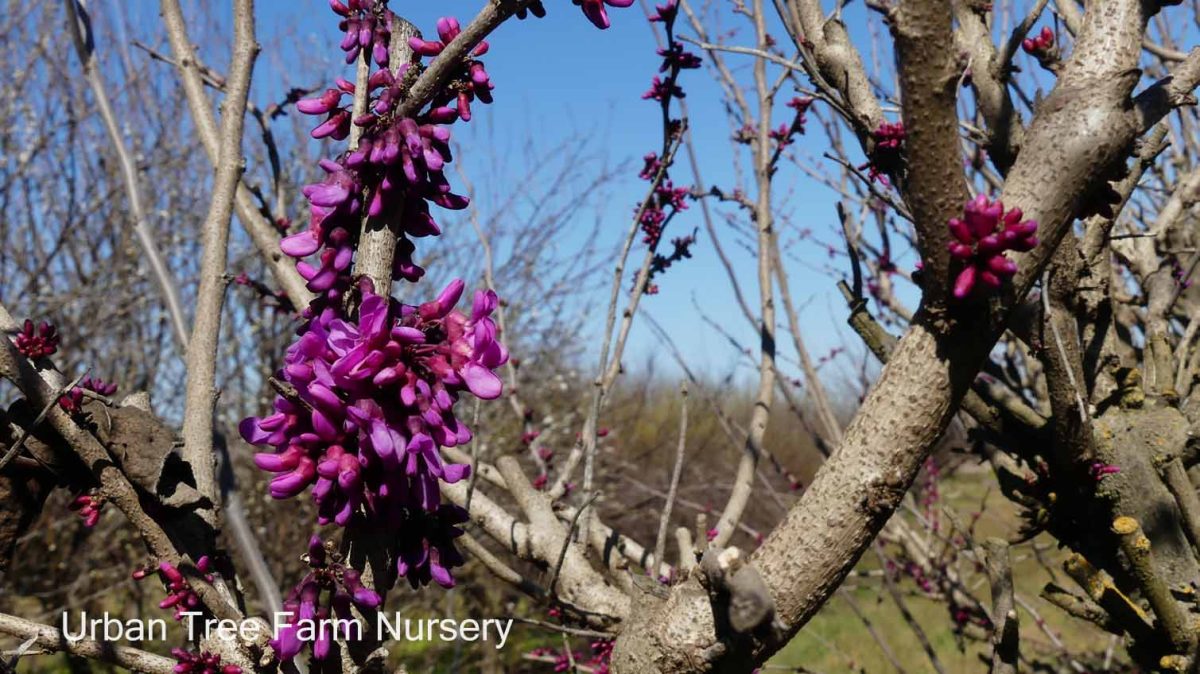 Cercis chinensis Avondale a