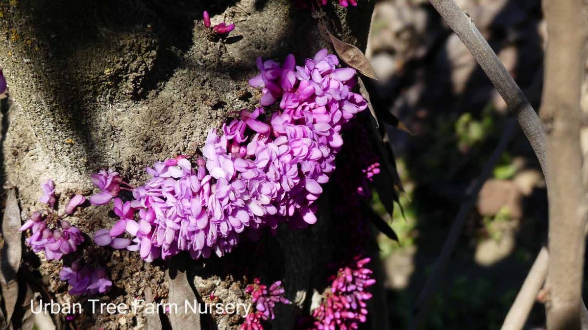 Cercis chinensis Avondale b