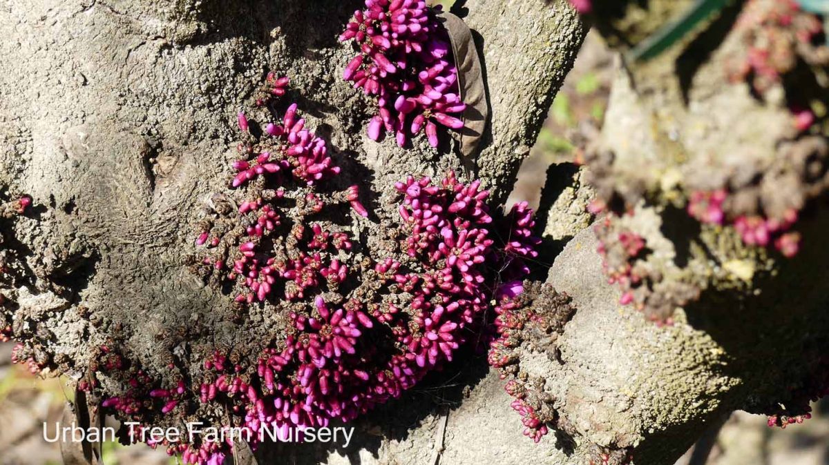 Cercis chinensis Avondale c