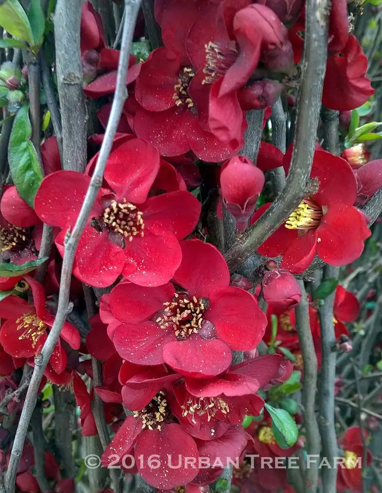 Chaenomeles Blood Red c