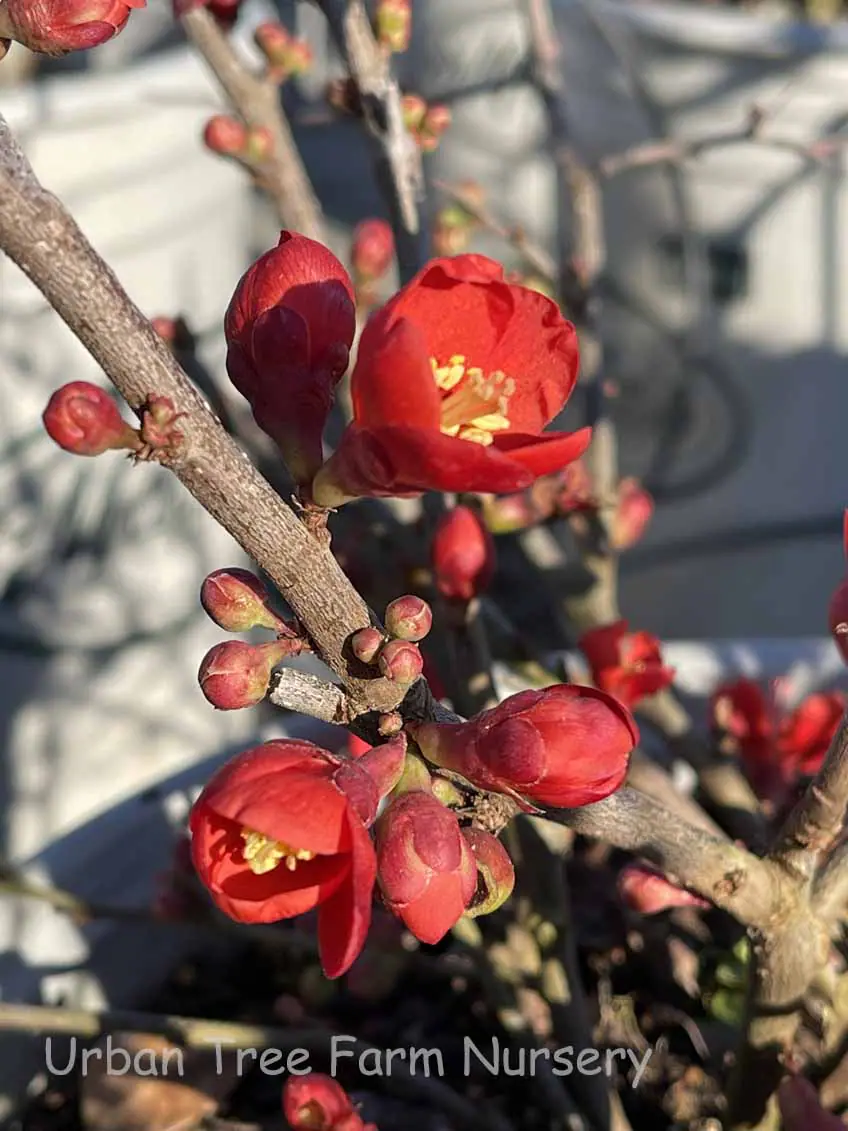Chaenomeles Crimson Gold a