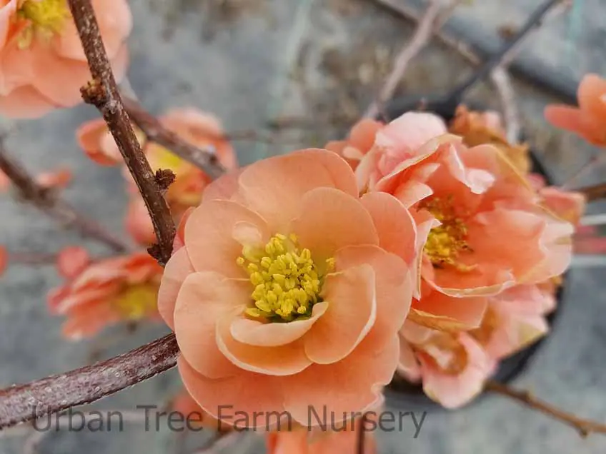 Chaenomeles Double Take Peach a